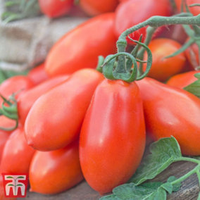 Tomato San Marzano 6 PostiPlug Plants