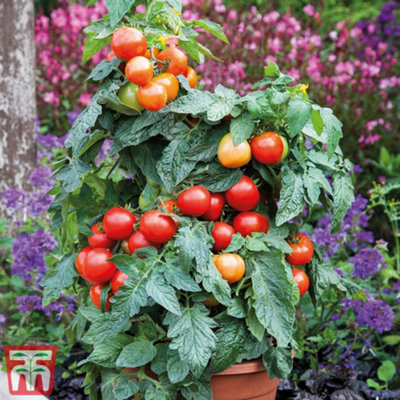 ロッド Summer tomato ISO SPECIAL VISIBLE TOMATO | SUNLINE ENGLISH