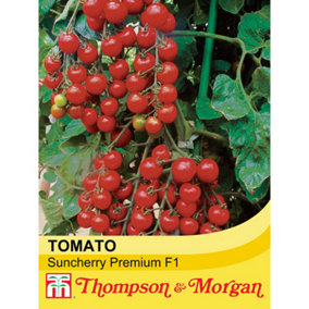 Tomato Suncherry Premium F1 Hybrid 1 Seed Packet (5 Seeds)