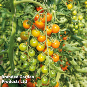 Tomato Sungold 3 PostiPlug Plants