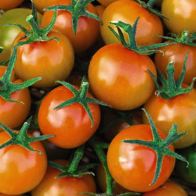 Tomato Sungold 3 PostiPlug Plants