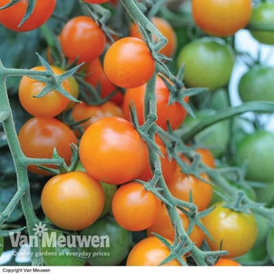 tomato-sungold-9cm-potted-
