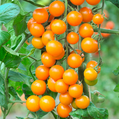 【tomato】THE S plus ZB-750 Tomato Sungold SuperSweet x12 Plug Plants