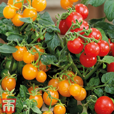 Tomato Sweet And Sturdy 2 Litre Potted Plant x 1
