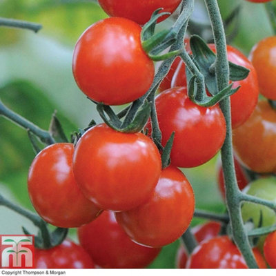Tomato Sweet Aperitif 1 Seed Packet (10 Seeds) - 3