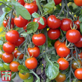 Tomato Sweet Million 6 PostiPlug Plants