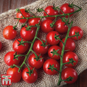 Tomato Sweet Success 1 Seed Packet (8 Seeds)