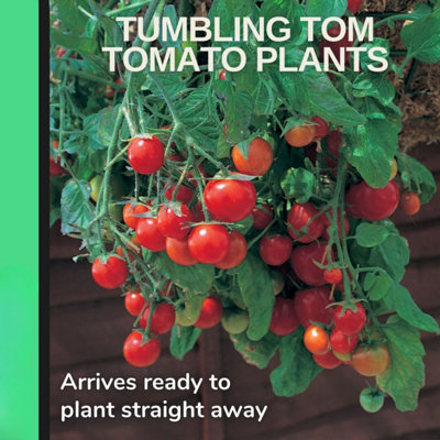 Tomato Tumbling Tom 1L Potted Plants 3 or 6 Pack
