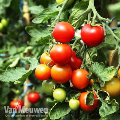 Tomato Veranda Red 9cm Potted Plant x 1 DIY at B&Q