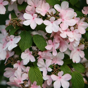 Tomentosum Pink Beauty Japanese Snowball Bush Shrub Plant Viburnum 2L Pot