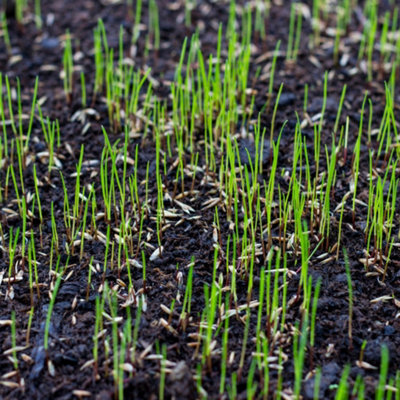 Topsoil and More Grass Seeding Topsoil 50/50 Mix Bulk Bag - for wetter gardens - 830 litres