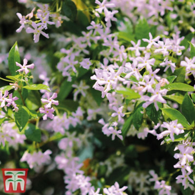 Trachelospermum Jasmine 'Pink Shower' 9cm Potted Plant x 1 - 3
