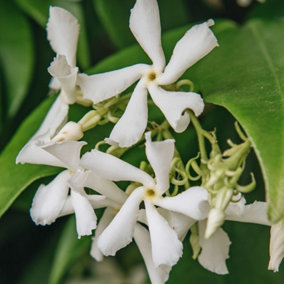 Trachelospermum Jasminoides - Star Jasmine, Climbing Plant (20-30cm Height Including Pot)
