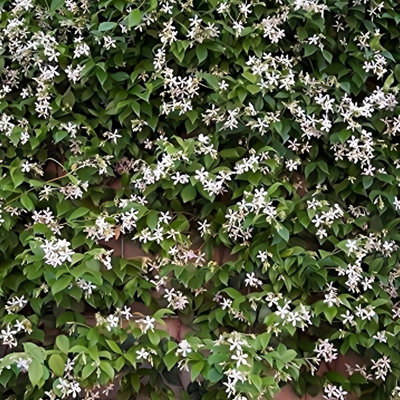 Trachelospermum Jasminoides Star Jasmine Highly Fragrant Climbing Plant 4-5ft Supplied in a 7 Litre Pot