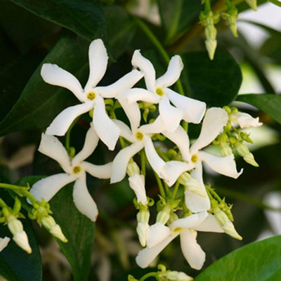 Trachelospermum 'Star Jasmine ' in a 2L Pot 80-100cm Tall Supplied as established Plant Ready to Plant Out