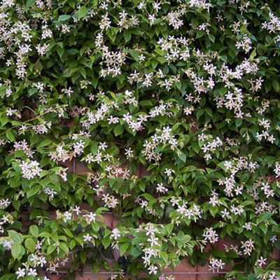 Trachelospermum 'Star Jasmine ' in a 2L Pot 80-100cm Tall Supplied as established Plant Ready to Plant Out - 3