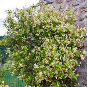 Trachelospermum Star of Toscana - Star of Toscana Star Jasmine, Climbing Plant (20-30cm Height Including Pot)