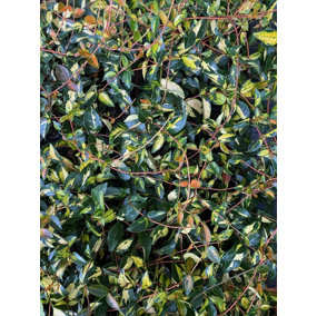 Trachelospermum Summer Sunset Star Jasmine Fragrant Climbing Plant 2-3ft Supplied in a 2 Litre Pot