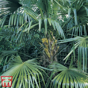 Trachycarpus Fortunei 24cm Potted Plant x 1