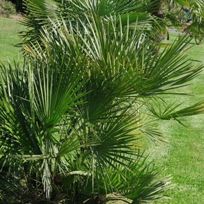 Trachycarpus fortunei Chusan Palm 14cm pot 50-60cm