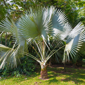 Trachycarpus fortunei Chusan Palm 14cm pot 50-60cm