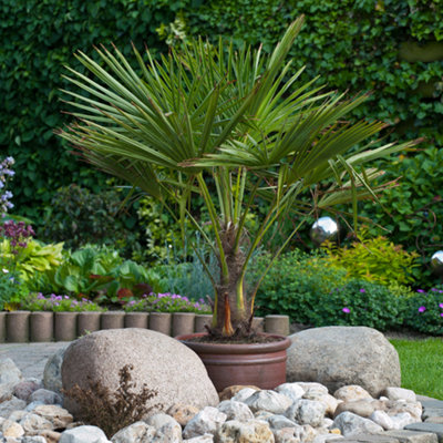 Trachycarpus fortunei Chusan Palm 14cm pot 50-60cm