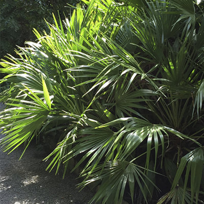 Trachycarpus fortunei Chusan Palm 14cm pot 50-60cm - 3