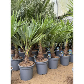 Trachycarpus Fortunei Fan Palm Tree 2.5ft Plant in a 3 Litre Pot