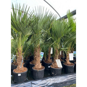 Trachycarpus Fortunei Fan Palm Tree 4-5ft Plant in a 15/20 Litre Pot