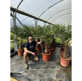 Trachycarpus Fortunei Fan Palm Tree 5ft Plant in a 20/30 Litre Pot