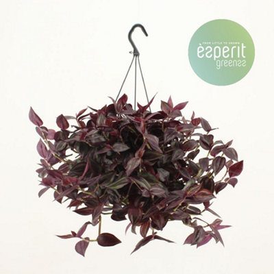 Tradel Red, 17cm Pot Size, 25cm Tall, Mixed Tradescantia, Indoor Houseplant