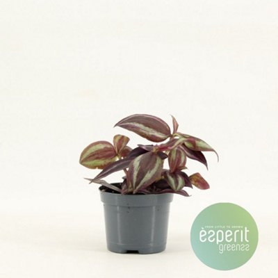 Tradel Red, 508cm Pot Size, 5cm Tall, Ti plant, Indoor Houseplant