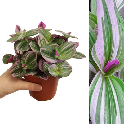 Tradescantia Nanouk - 10-20cm in Height inc Pot - Colourful and Low Maintenance