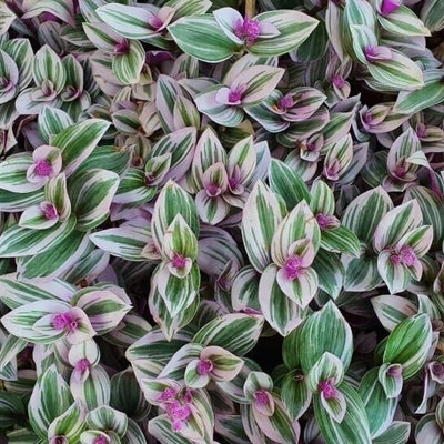 Tradescantia Nanouk - 10-20cm in Height inc Pot - Colourful and Low Maintenance - 3