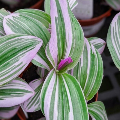 Tradescantia Nanouk - 10-20cm in Height inc Pot - Colourful and Low Maintenance - 4