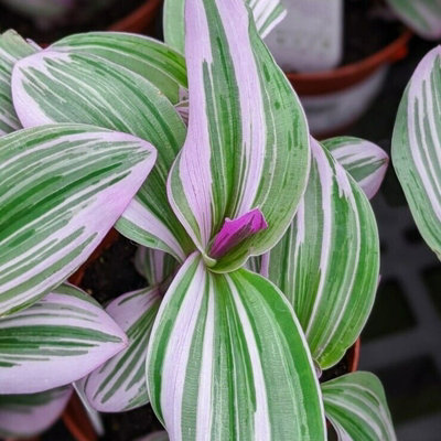 Tradescantia Nanouk - 10-20cm in Height inc Pot - Colourful and Low Maintenance