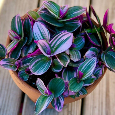 Tradescantia Nanouk - 10-20cm in Height inc Pot - Colourful and Low Maintenance - 5