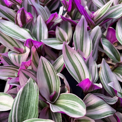 Tradescantia Nanouk - Fantasy Venice in 5.5cm Pot - Colourful & Low Maintenance - 3
