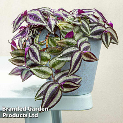 Tradescantia Pink Joy - 1 Potted Houseplant