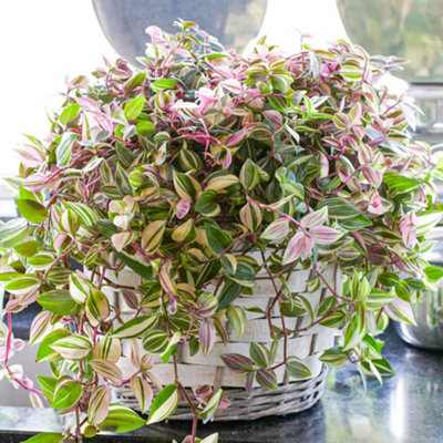Tradescantia Quadricolor