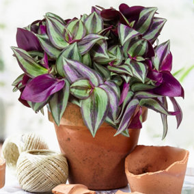 Tradescantia Zebrina - Indoor Plant with Green and Purple Variegated Leaves, Air Purifying Houseplant (15-25cm)