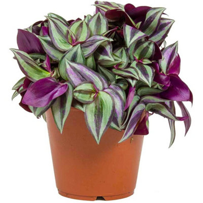 Tradescantia Zebrina - Indoor Plant with Green and Purple Variegated Leaves, Air Purifying Houseplant (15-25cm)