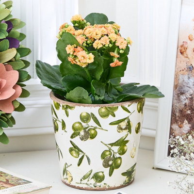 Traditional Style Tapered Rustic Olive Flower Pot Indoor Planter