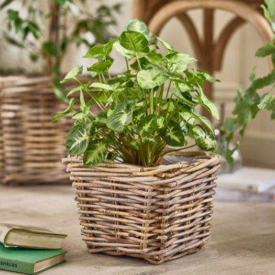 Traditional XS Wicker Square Lined Planter Basket