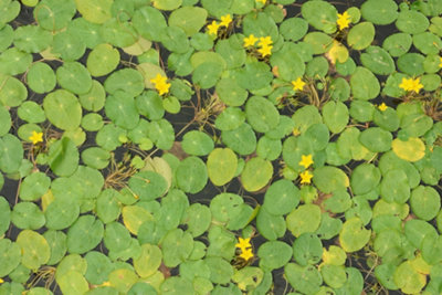 Trapa natans (Water Chestnut) - x25 Plants - Oxygenating Marginal ...