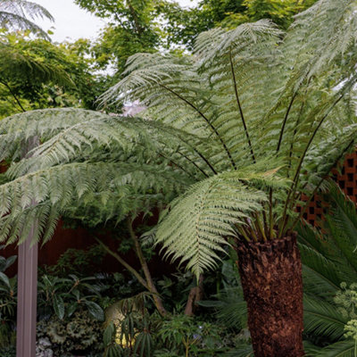 Tree Fern Dicksonia Antarctica Hardy Outdoor Ferns Jungle Plant 1.2m Trunk