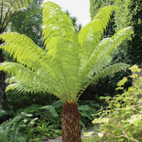 Tree Fern Dicksonia antarctica in a 17cm Pot - Garden Ready Potted Tree Ferns for Gardens and Homes - Exotic Plants for UK Gardens
