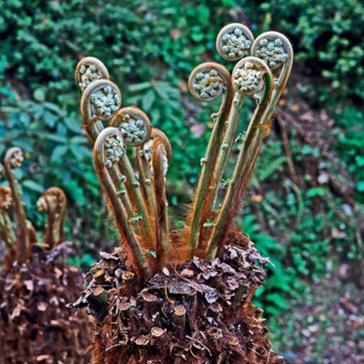Tree Fern Dicksonia antarctica in a 17cm Pot - Garden Ready Potted Tree Ferns for Gardens and Homes - Exotic Plants for UK Gardens