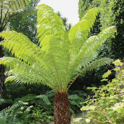 Tree Fern Dicksonia antarctica in a 17cm Pot - Garden Ready Potted Tree Ferns for Gardens and Homes - Exotic Plants for UK Gardens - 3