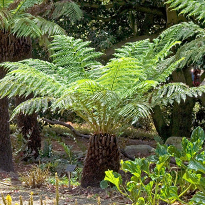 Tree Fern Dicksonia antarctica in a 17cm Pot - Garden Ready Potted Tree Ferns for Gardens and Homes - Exotic Plants for UK Gardens - 4